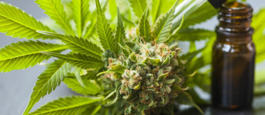 CBD