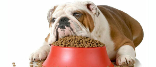 Croquette pour chien